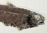 Huge Knightia Fossil Fish - inch Layer #12144-3